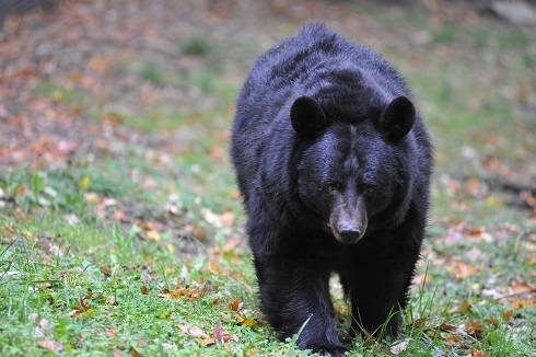 From Jack the Bear to Lewis and Clark, West Virginia State Wildlife Center  – Minutes from Bridgeport – is Popular Attraction – Bridgeport CVB