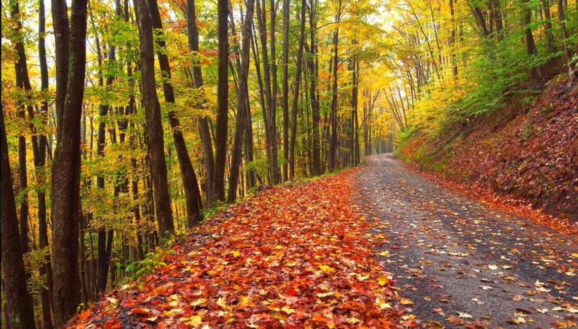 West Virginia Tourism Offers Fall Foliage Map, Road Trip Ideas and Free  Downloadable Zoom and Phone Backgrounds – Bridgeport CVB