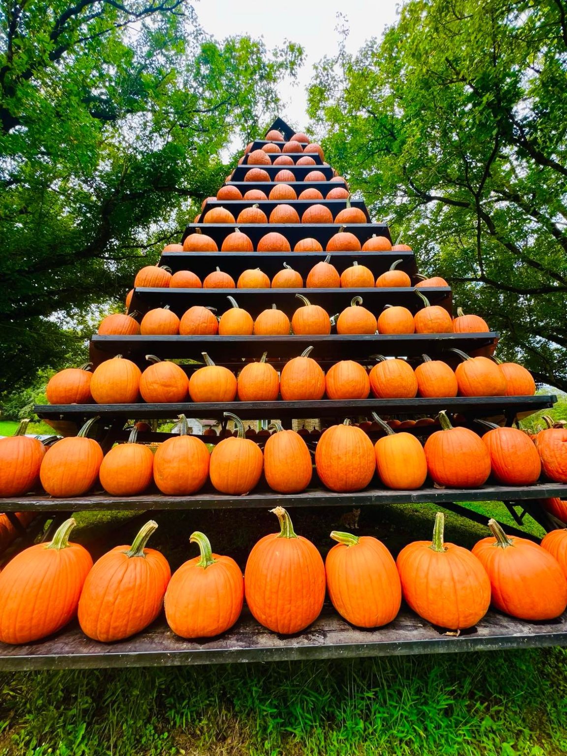 The Pumpkin Farm at Saltwell to Open Saturday Bridgeport CVB
