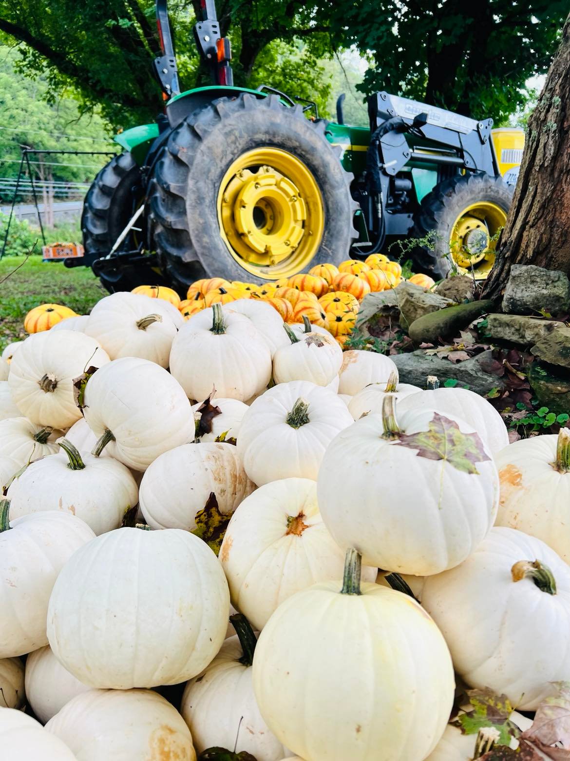 The Pumpkin Farm at Saltwell to Open Saturday Bridgeport CVB